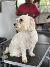 A beautiful four legged friend getting pampered