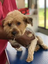 A beautiful four legged friend getting pampered