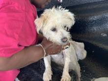 A beautiful four legged friend getting pampered