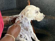 A beautiful four legged friend getting pampered