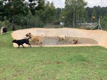 Dogs playing in our adventure playground ponds