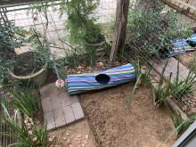 Our lush cattery run garden