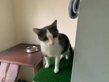 A cat waking from it's sleeping pod