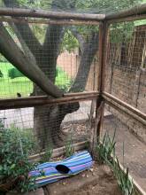 Our lush cattery run garden