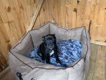 Sometimes even the small dogs need big beds